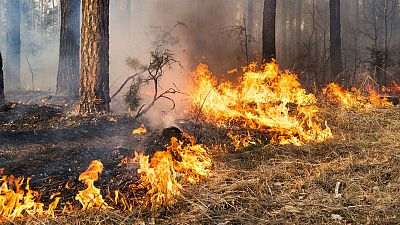 Cómo evitar incendios forestales