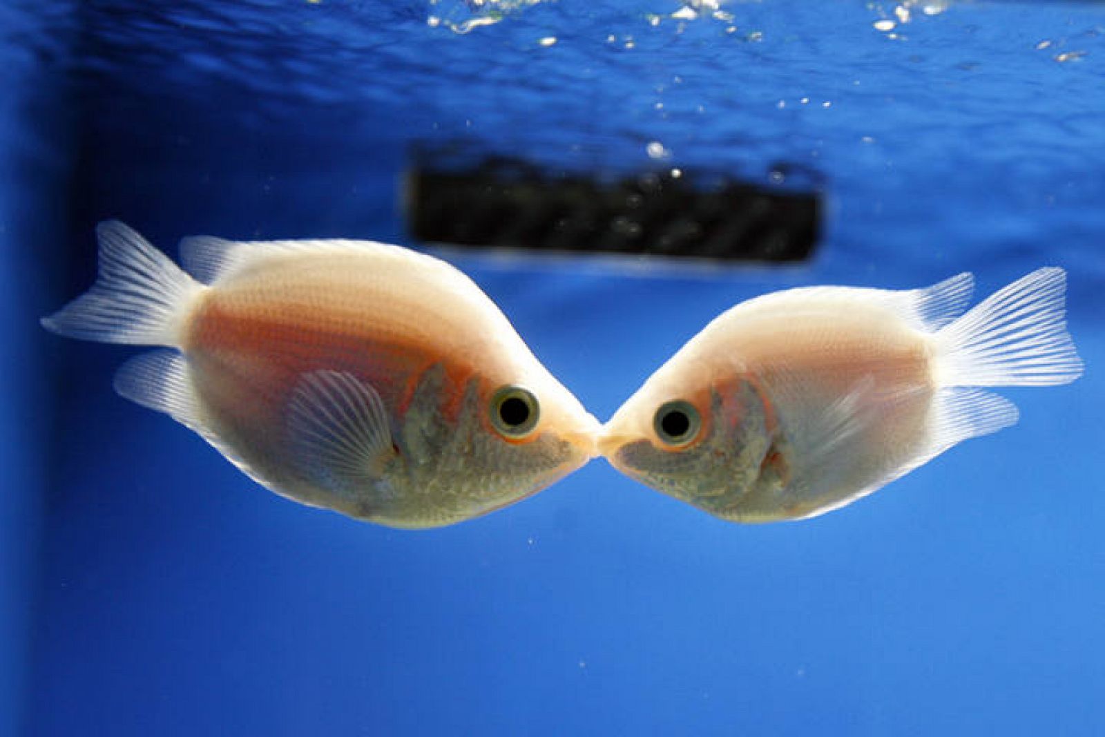 【接吻鱼】接吻鱼怎么养_吃什么_接吻鱼风水_风水百科-设计圈百科