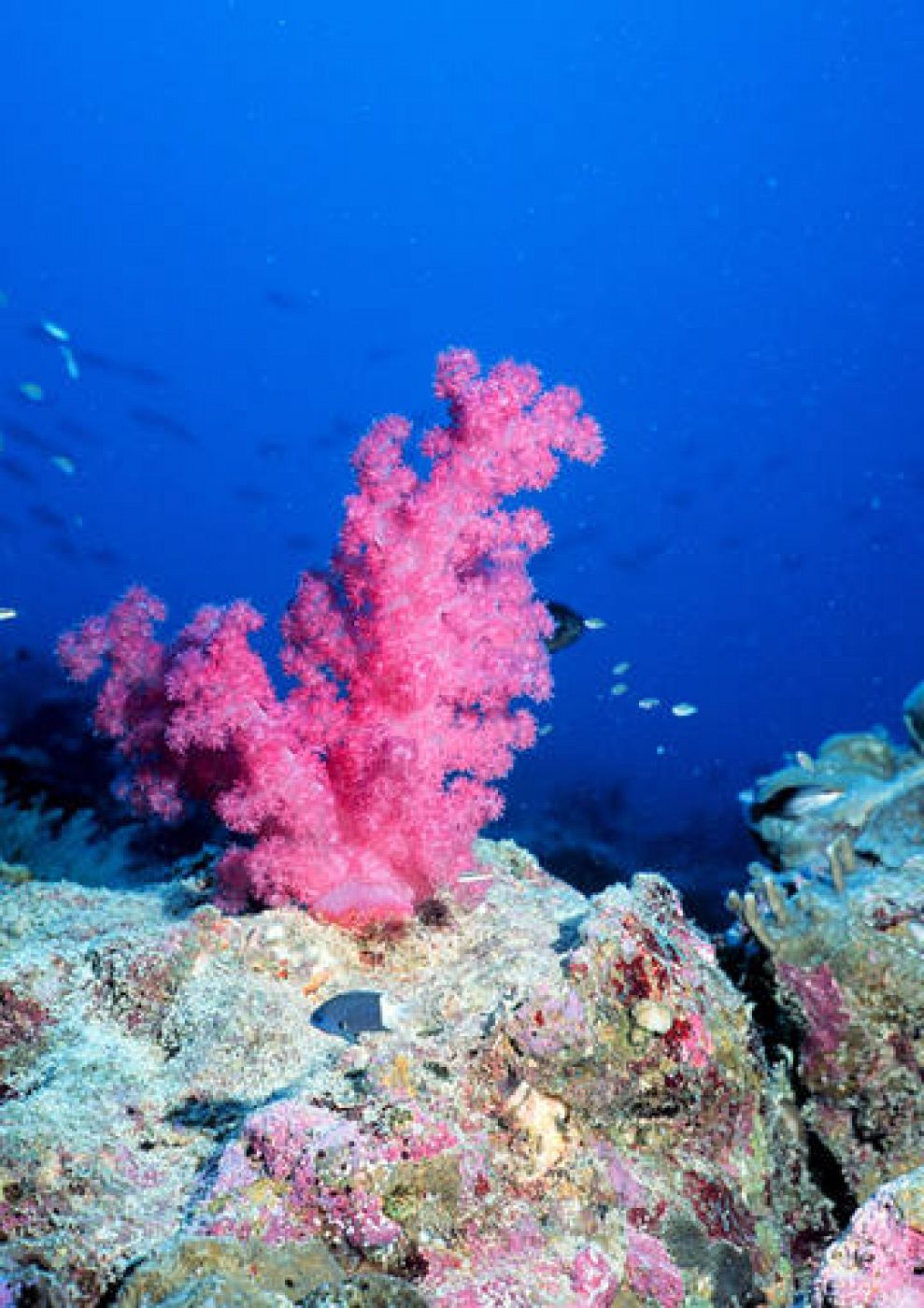 Mejorar la calidad del agua puede salvar los arrecifes de coral - RTVE.es