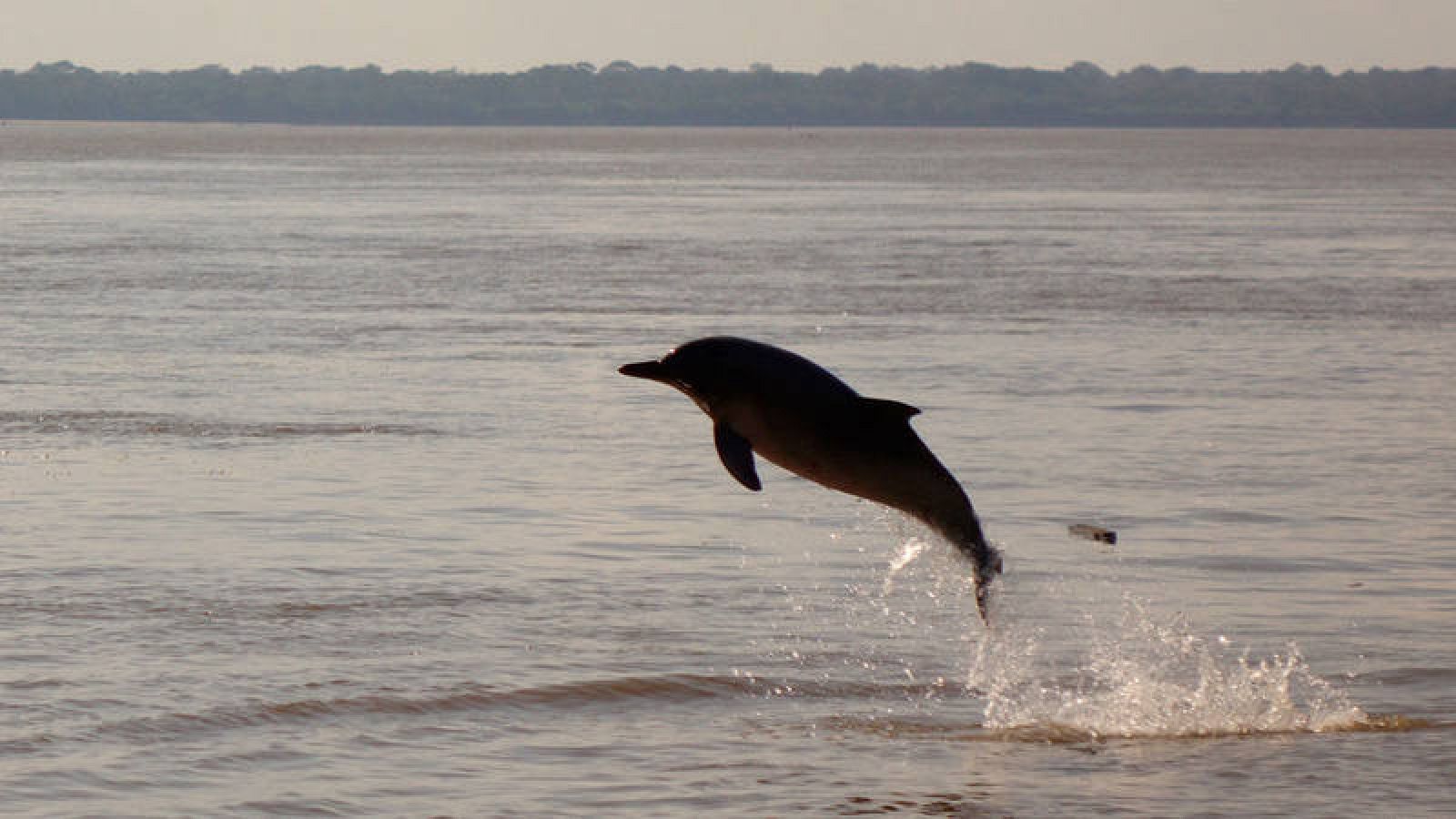 Resultado de imagen para Alertan por el estado de las aguas en donde viven los delfines de rÃ­o