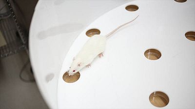Los científicos entrenaron a trece ratas para memorizar doce olores diferentes. Los científicos entrenaron a trece ratas para memorizar doce olores diferentes.