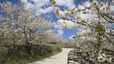 Valle del Jerte, Extremadura Valle del Jerte, Extremadura