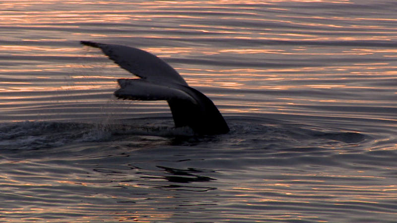 Ballena jorobada