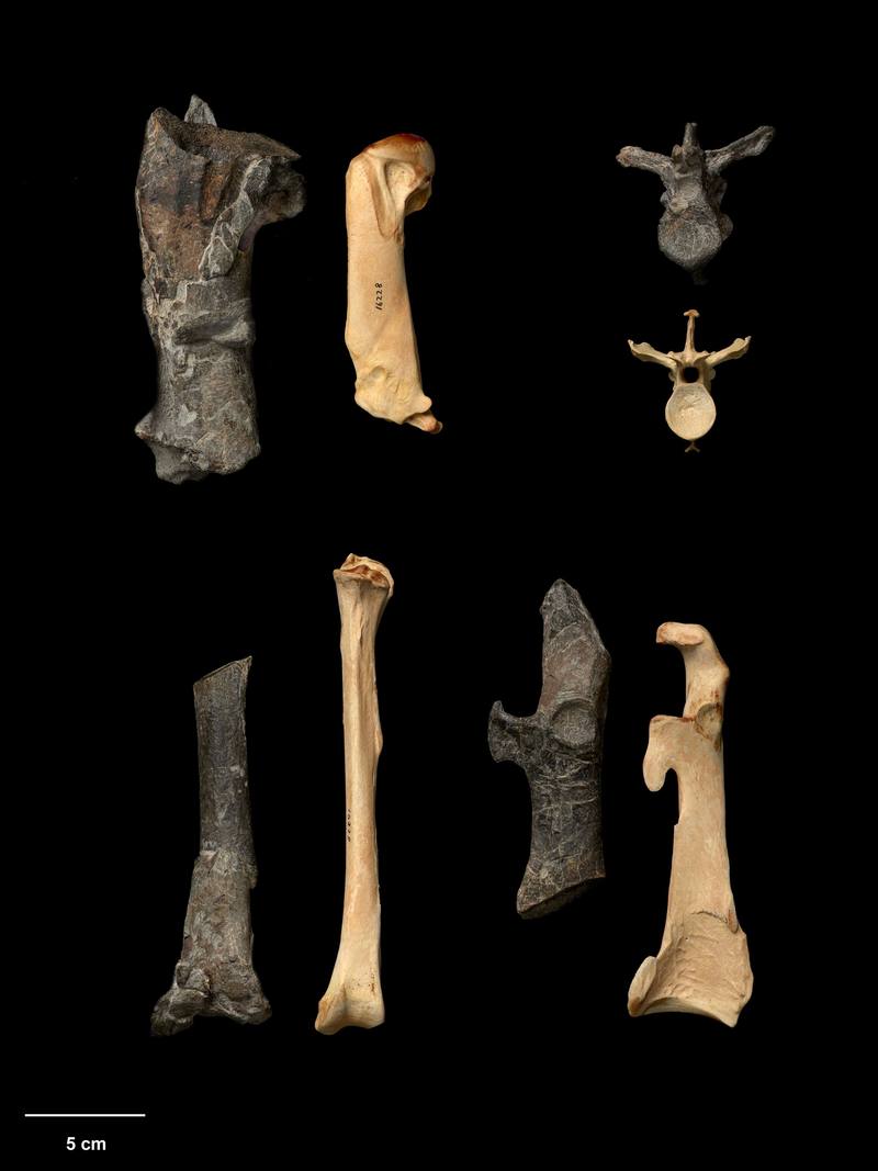 Una especie gigante de pingüinos habitó Nueva Zelanda hace entre 55 y 60 millones de años.