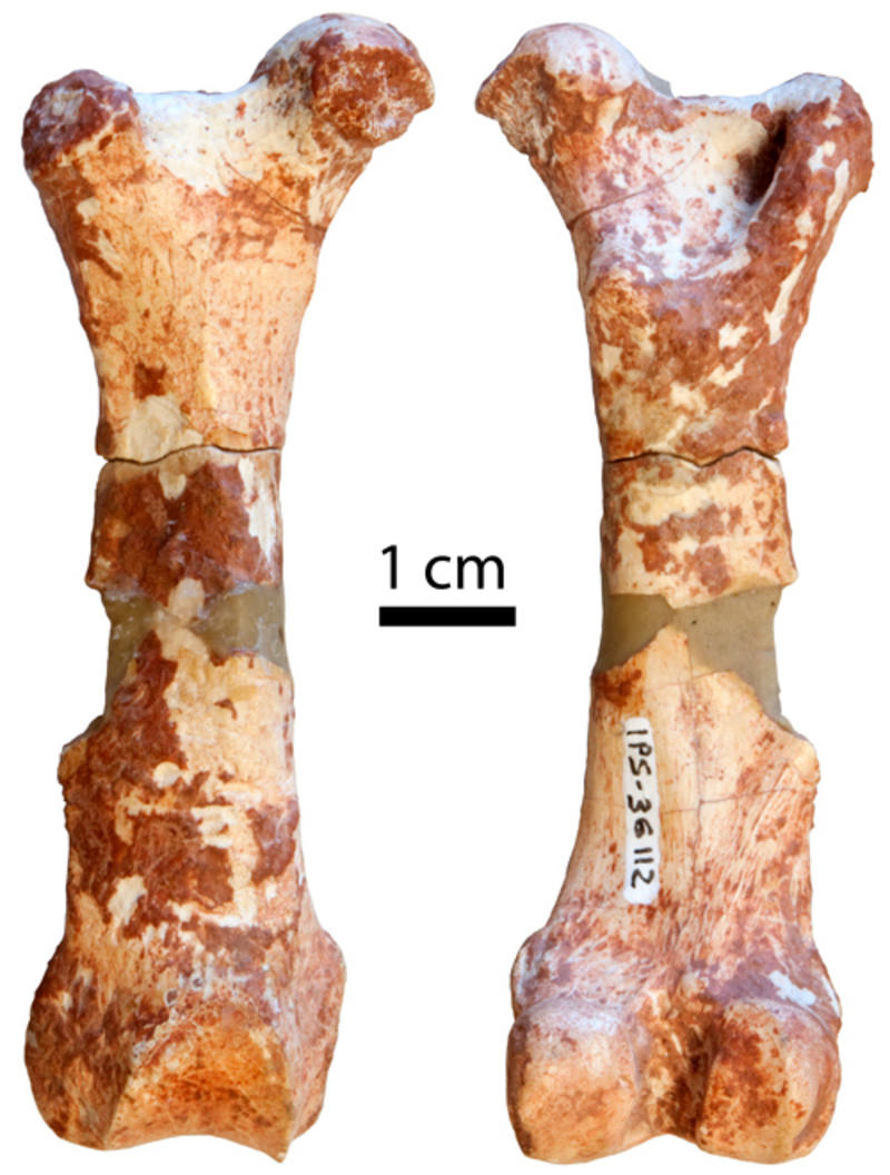 Fémur derecho de Necromanis cf. franconica, en vistas anterior y posterior. ICP