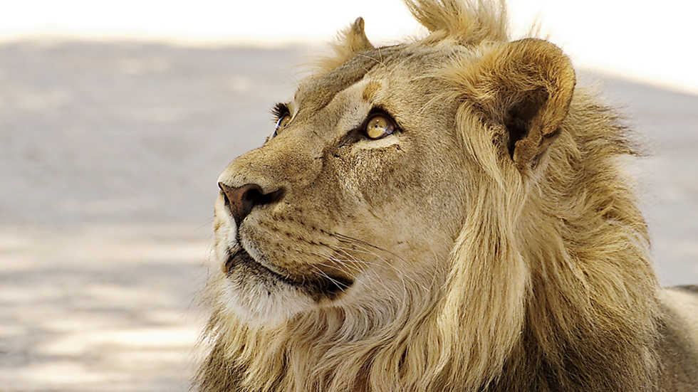 Grandes documentales Los leones del Kalahari RTVE.es