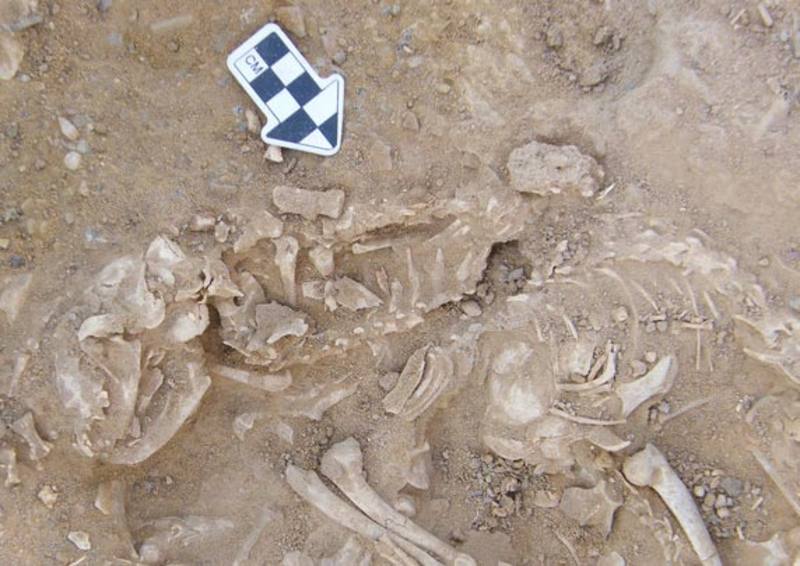 Restos de gatos de 6.000 años de antiguedad en Egipto. HIERAKONPOLIS EXPEDITION
