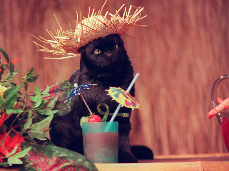 Salem, el gato de Sabrina