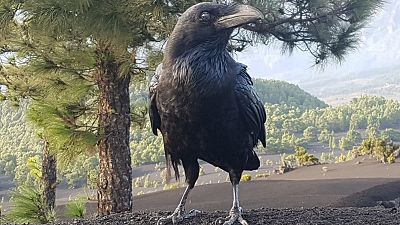 Volcán La Palma La erupción amenaza especies únicas en el mundo