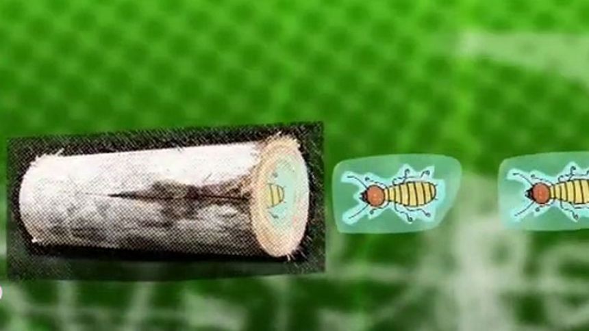 Pizzipedia: el didgeridoo y las termitas