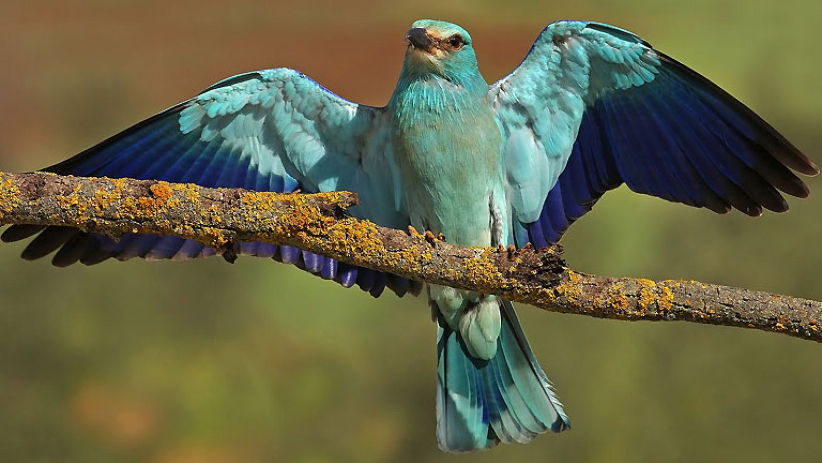 Résultat de recherche d'images pour "Gracias por compartir (con aves)""