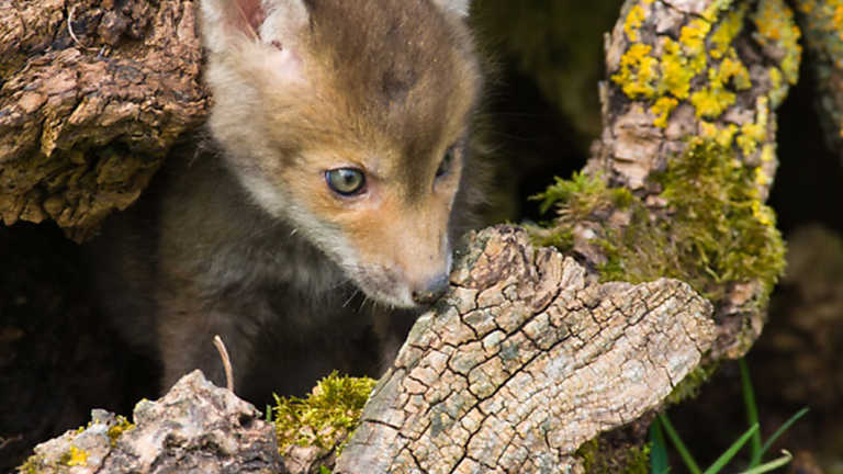 Grandes Documentales Casas De Animales Rtve Es