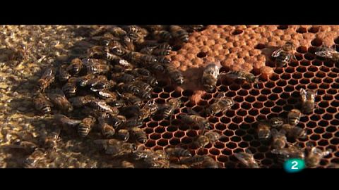 Un mundo sin abejas