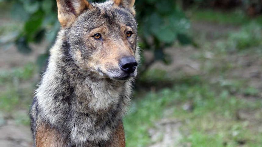 Cr&oacute;nicas - De lobos y hombres