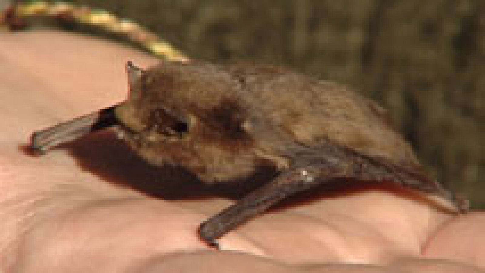 la ucm plantea usar murciélagos para controlar la plaga de mosquitos