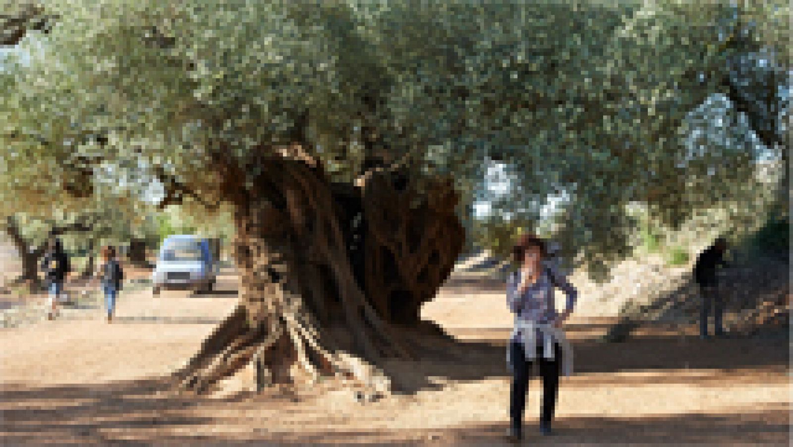 El Expolio De Los Olivos Milenarios Que Muestra El Olivo La Nueva