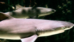 Tiburón - Así pare sus crías una hembra de tiburón limón