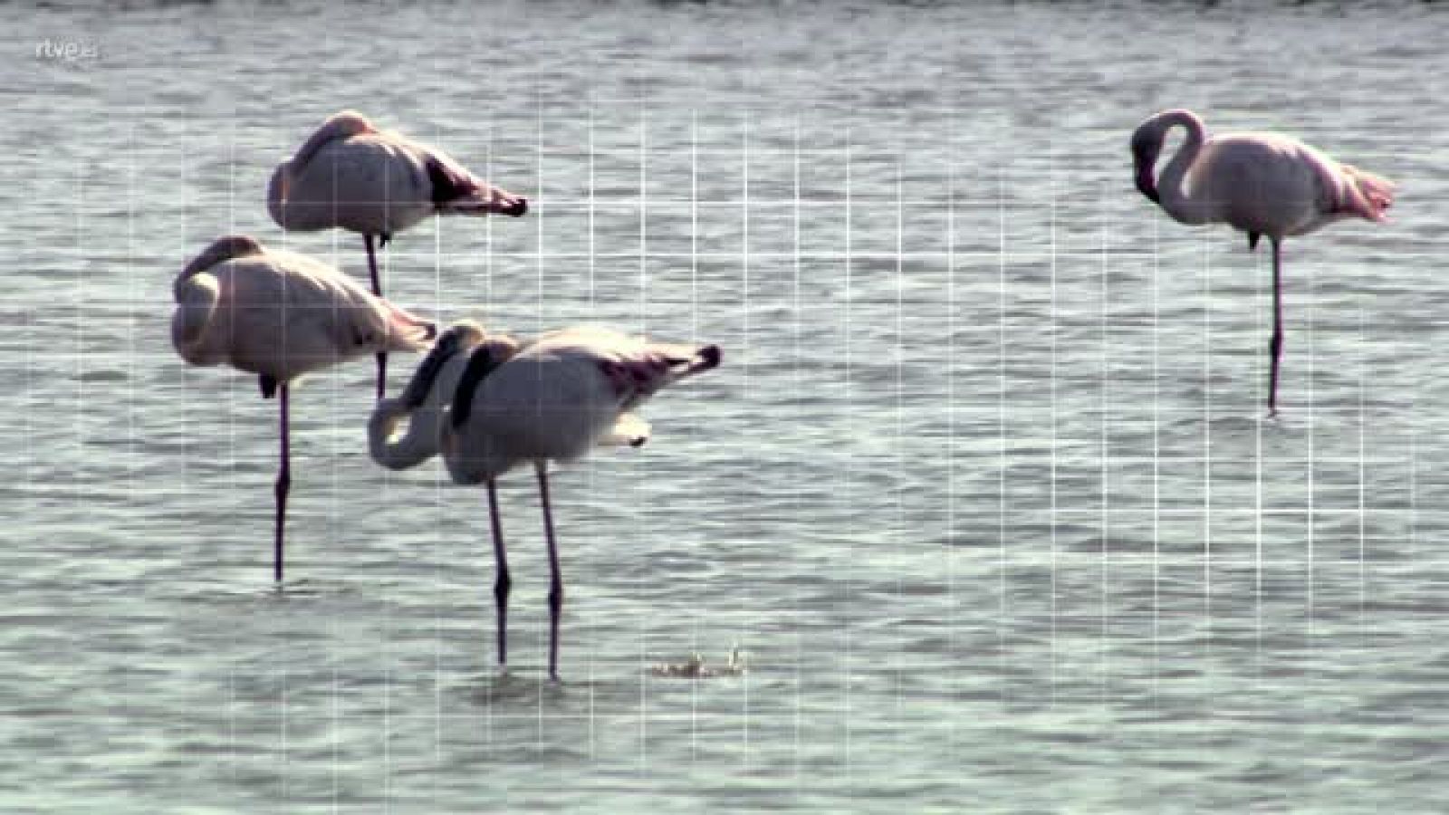 ¡Qué animal! Delta del Ebro (Tarragona) Avance RTVE.es