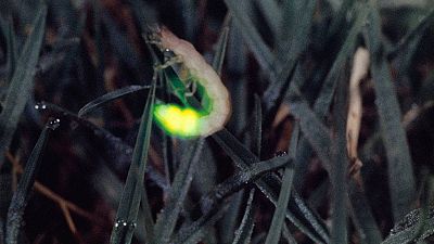 Documenta2 - Luz en la Tierra -  ver ahora