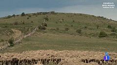Achicharrados - De turismo con las ovejas