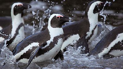 Grandes documentales - El Chaplin africano - ver ahora