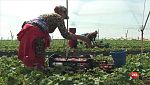 Repor - En el corazón de la fresa: Temporeras en la finca de Antonio Conde, en Lucena del Puerto