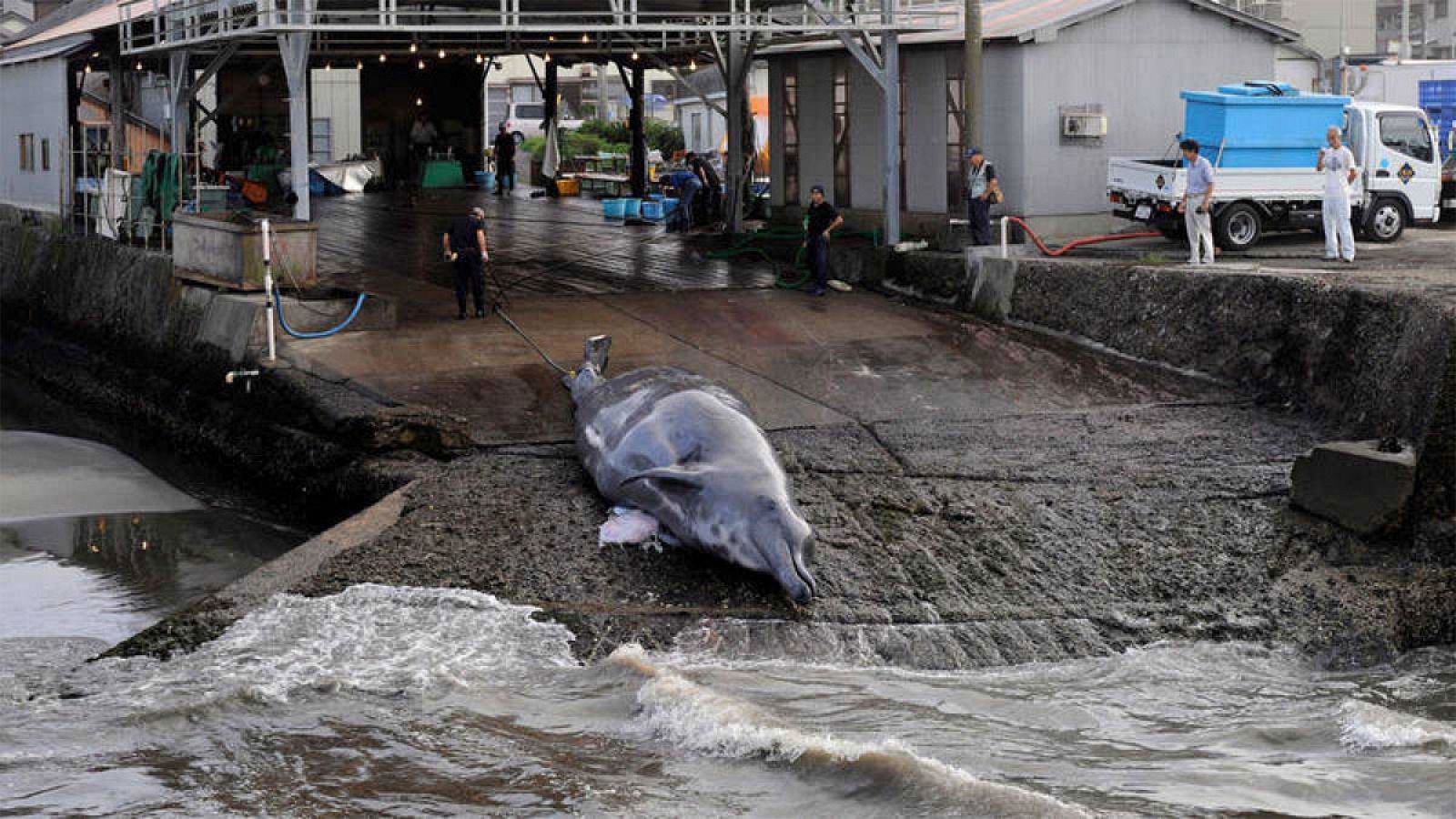 Japón reanudará la caza comercial de ballenas Japón ha anunciado este miércoles que ha decidido retirarse de la Comisión Ballenera Internacional (CBI), un organismo creado hace siete décadas para garantizar la preservación de esos cetáceos y evitar su caza indiscriminada, y ha comunicado que rea