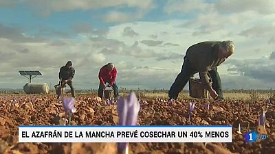 Hacen falta 250.000 flores para extraer un kilo de azafrán... Este año la campaña de recogida ha sido más corta, por la escasez de lluvias, lo que podría disparar los precios y el fraude. Desde la única Denominación de Origen de azafrán piden al cons