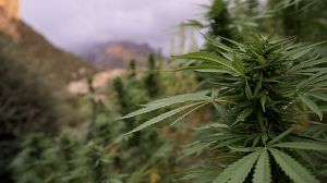 La lucrativa ruta del hachís - Avance