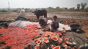 Las semillas del beneficio - Avance