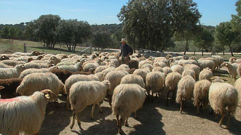 Los ganaderos piden al Gobierno una fórmula para permitir la llegada de esquiladores extranjeros a España