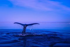 Ballenas en el mar Cantábrico