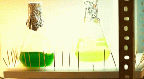 ¿Cómo las algas y bacterias pueden producir más hidrógeno ju