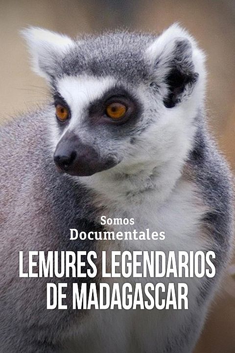 Lémures legendarios de Madagascar