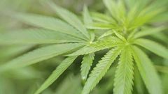 El Congreso investigará el uso médico del cannabis para ver su regulación