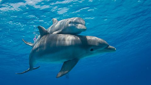 Un estudio revela que los delfines hembra tienen clítoris