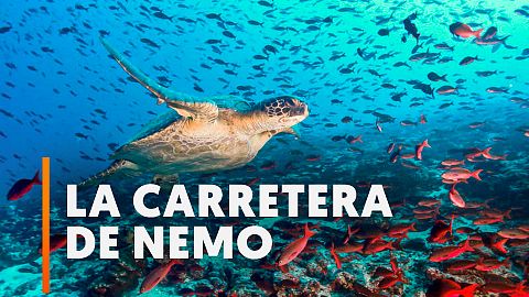La carretera de Nemo: una zona ecológica destinada a proteger las especies del Pacífico