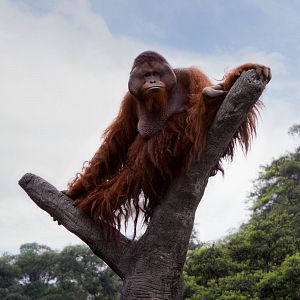 Ciencia al cubo - Ciencia al cubo - Lenguaje de signos de orangutanes - 22/08/11 - Escuchar ahora