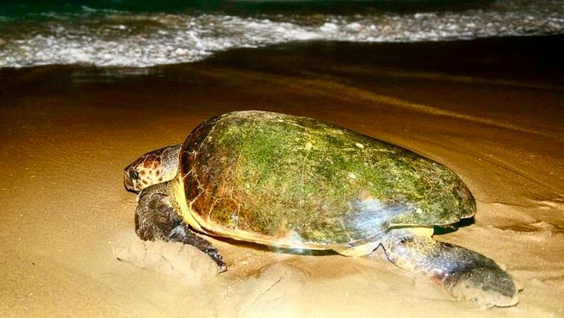 Global 5 - KwaZulu-Natal, Sudáfrica (III): Buitres y tortugas marinas - 16/01/24 - Escuchar ahora