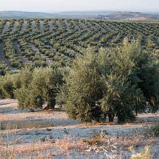 Pr�ximas candidaturas espa�olas a Patrimonio de la Unesco