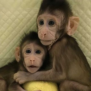 El debate sobre la clonaci�n animal