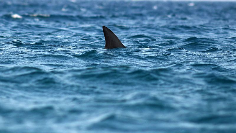 Españoles en la mar - La población mundial de tiburones y rayas sigue en descenso - 22/01/24 - Escuchar ahora