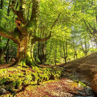 La vida secreta de las plantas
