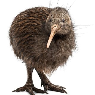 Nueva Zelanda y sus kiwis