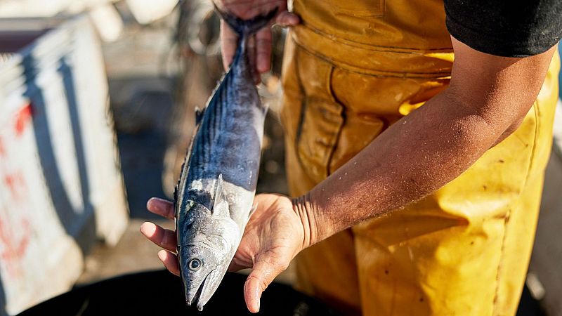 Españoles en la mar - La campaña "Pescado Español, pescado fresco" - 01/02/24 - Escuchar ahora