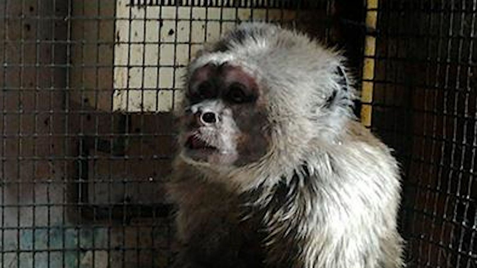 Rescaten un mico engabiat durant tres dècades a un pis de Barcelona