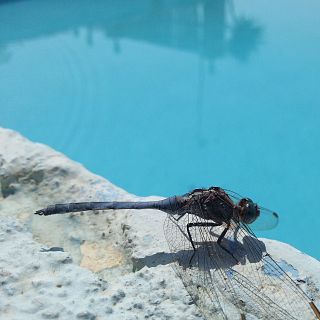 La libélula