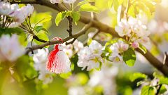 El gallo que no cesa - Tierra sin límites: Las floraciones más bonitas que existen