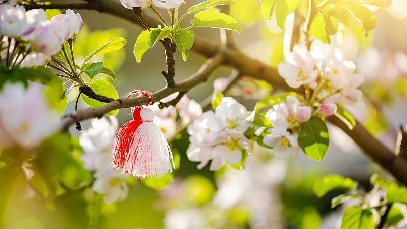 El gallo que no cesa - Tierra sin límites: Las floraciones más bonitas que existen - Escuchar ahora