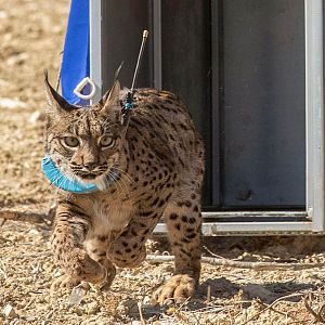 Reportajes Emisoras - Reportajes Emisoras - Zamora - Los agricultores rechazan la reintroducción del lince ibérico en Castilla y León - 05/03/24 - Escuchar ahora